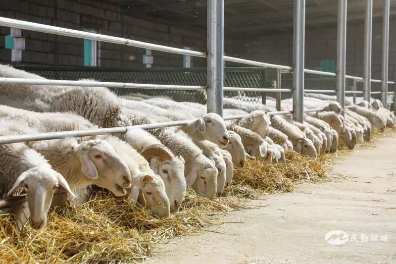 欣海牧業 “牧”歌嘹亮，奏響鄉村振興肉類新篇章