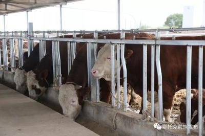 蹄疾步穩(wěn)謀發(fā)展，產(chǎn)業(yè)振興正當(dāng)時——鄂前旗推進(jìn)農(nóng)牧業(yè)產(chǎn)業(yè)高質(zhì)量發(fā)展綜述