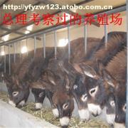 肉?？茖W飼養管理技術要點解析