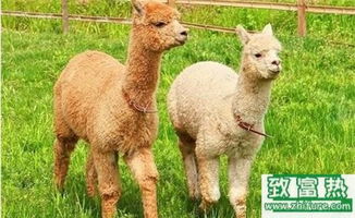 2017年養羊駝賺錢嗎？前景與市場價格行情深度解析