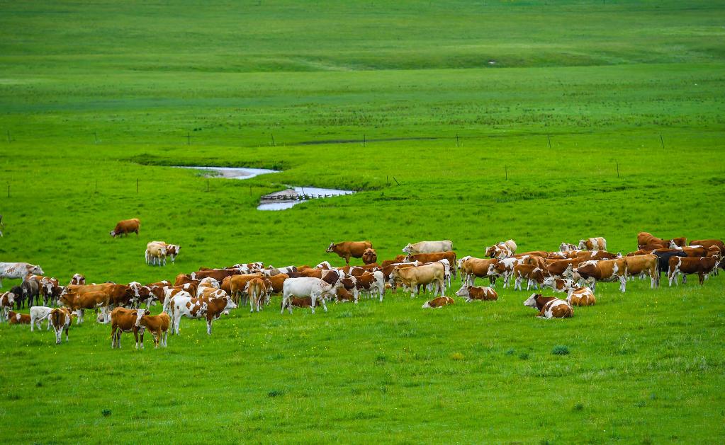 帶薪休牧的內蒙古草原 守護綠色屏障，賦能現代畜牧業