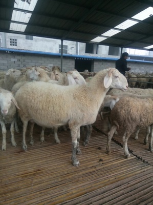 奶山羊養殖場的經營與管理 從家畜飼養到市場推廣