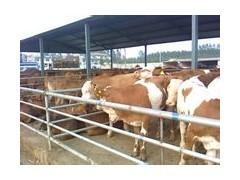 招遠養(yǎng)牛經(jīng) 從技術(shù)到肉品的全程掌控