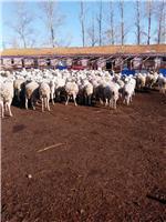 從牧場到餐桌 現(xiàn)代畜牧養(yǎng)殖與肉類生產(chǎn)的綠色之路