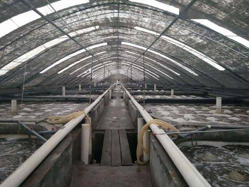 工廠化養(yǎng)殖對蝦腸炎綜合防控策略與家畜飼養(yǎng)管理的協(xié)同啟示