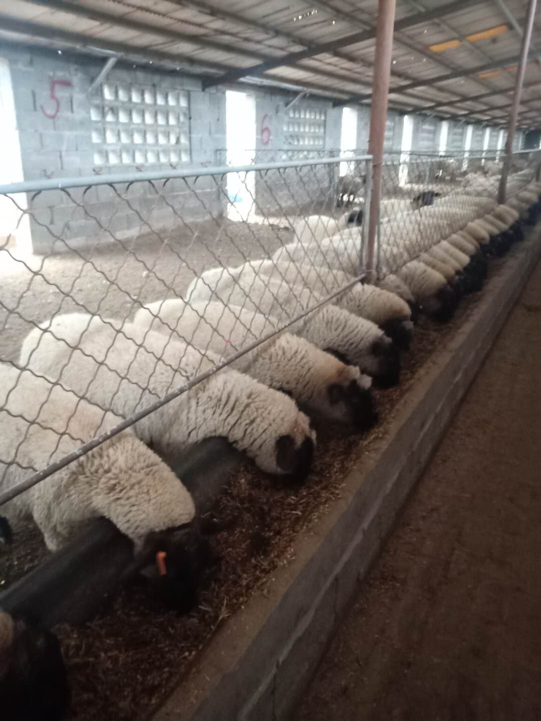 山羊、綿羊與羊羔 從羊場到餐桌的全鏈條解析