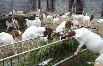 養羊六點關鍵飼養管理技術詳解